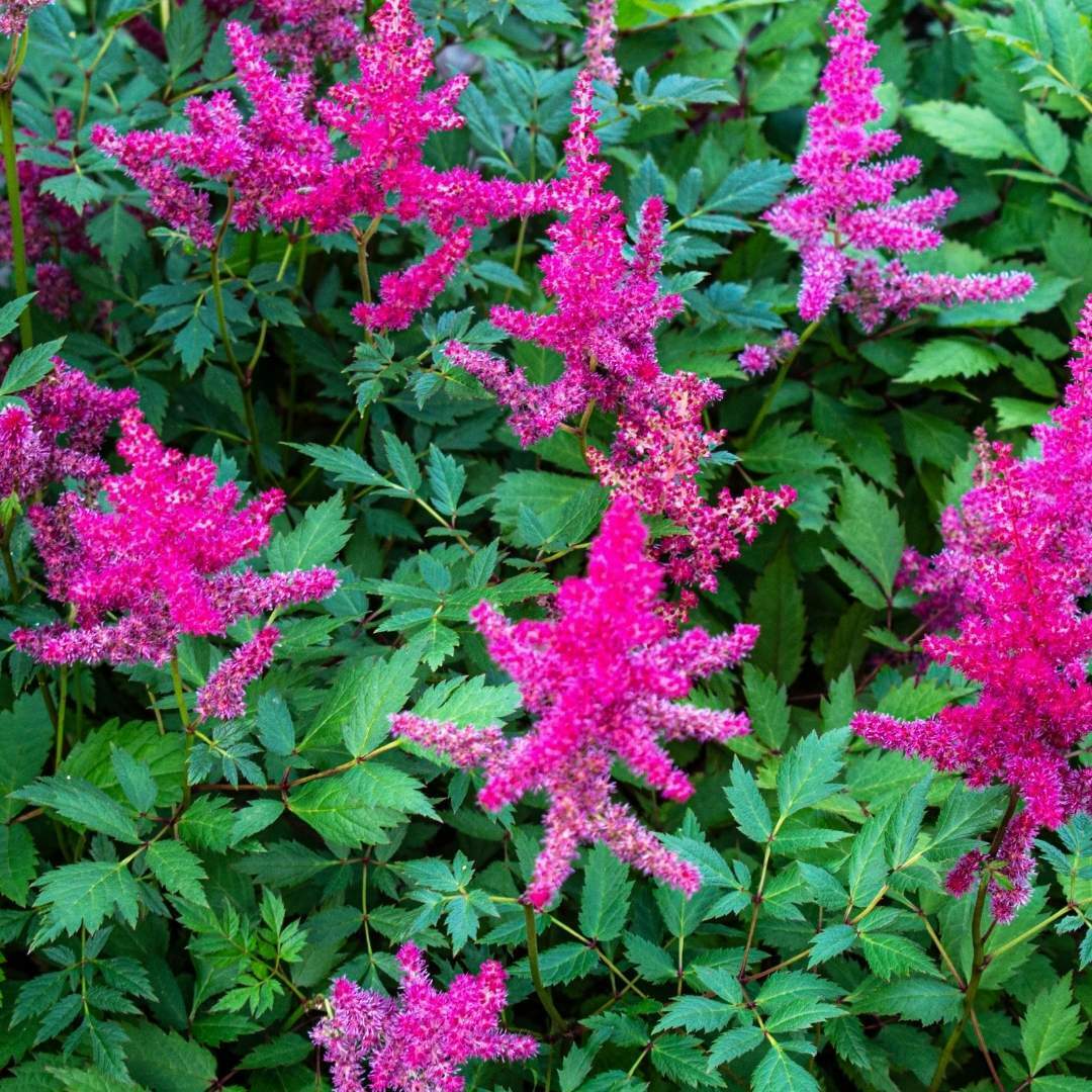 Astilbe chinensis ‘Mighty Chocolate Cherry’