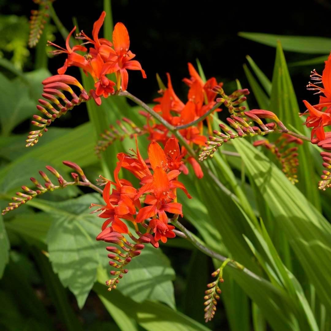 Crocosmia ‘Lucifer’ - Coastal Gardens