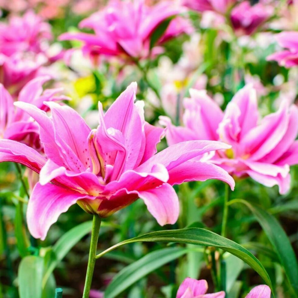 Lillium Asiatic ‘Rozalynn’ Coastal Gardens
