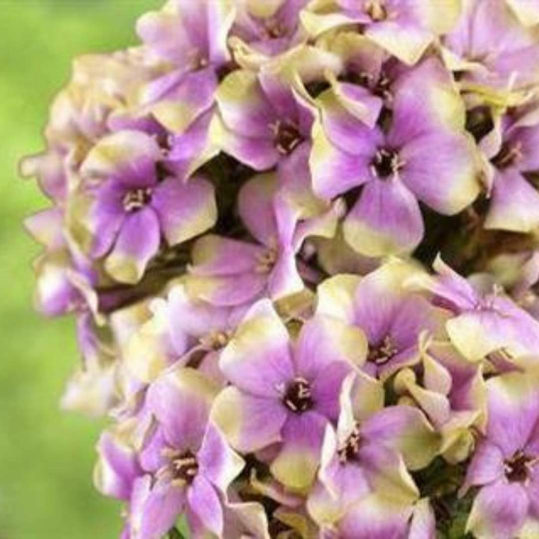 Phlox paniculata ‘Sherbet Blend’