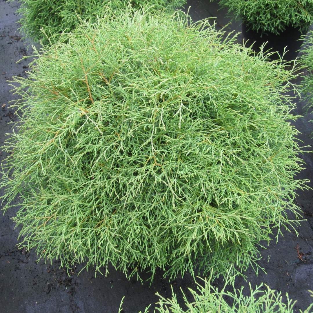 Thuja occidentalis 'Mr. Bowling Ball' - Coastal Gardens