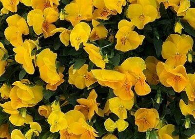 pansy cool wave yellow