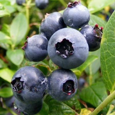 blueberry duke