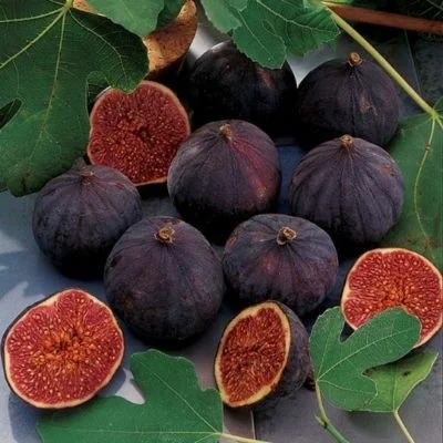 FIG ‘CHICAGO HARDY’