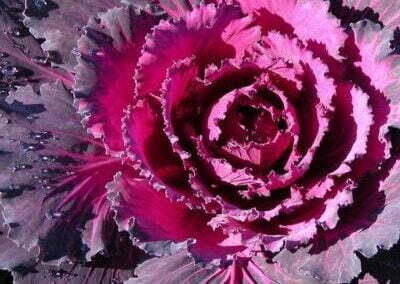 kale red