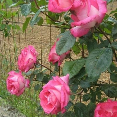Rose ‘Antique 89’